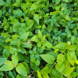 Vinca major at Isaacs Ridge - 25 Feb 2024 12:19 PM