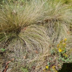 Nassella trichotoma (Serrated Tussock) at Fadden, ACT - 25 Feb 2024 by Mike