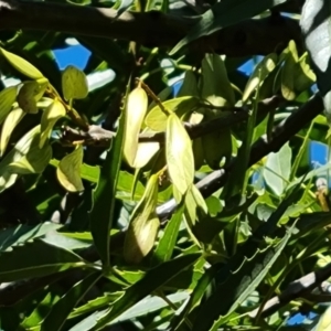 Fraxinus sp. at Isaacs Ridge - 25 Feb 2024