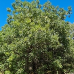 Fraxinus sp. at Isaacs Ridge - 25 Feb 2024