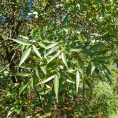 Fraxinus sp. at Isaacs Ridge - 25 Feb 2024