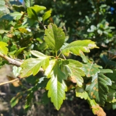 Crataegus azarolus (Mediterranean Medlar) at Isaacs Ridge and Nearby - 25 Feb 2024 by Mike