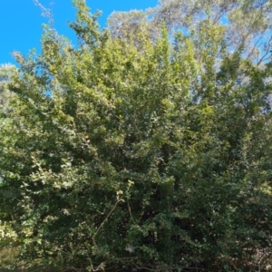 Crataegus azarolus at Isaacs Ridge and Nearby - 25 Feb 2024