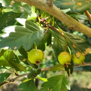 Crataegus azarolus at Isaacs Ridge and Nearby - 25 Feb 2024