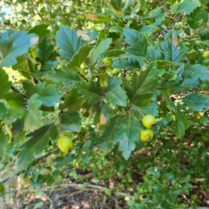 Crataegus azarolus at Isaacs Ridge and Nearby - 25 Feb 2024