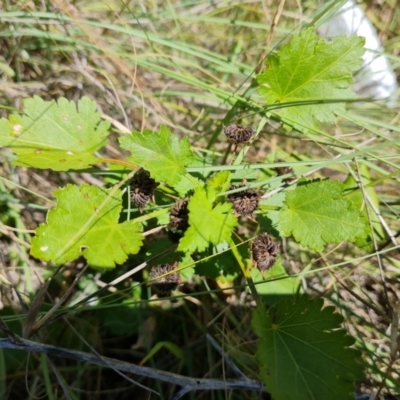 Modiola caroliniana (Red-flowered Mallow) at Wanniassa Hill - 25 Feb 2024 by Mike