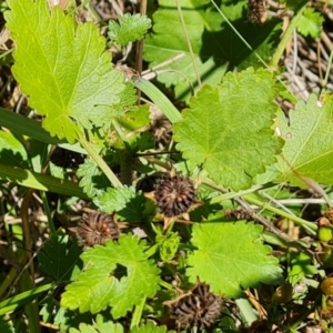 Modiola caroliniana at Wanniassa Hill - 25 Feb 2024