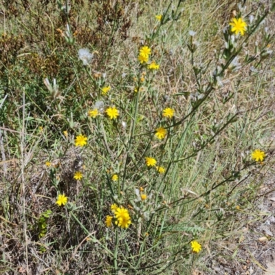 Chondrilla juncea (Skeleton Weed) at Fadden, ACT - 25 Feb 2024 by Mike