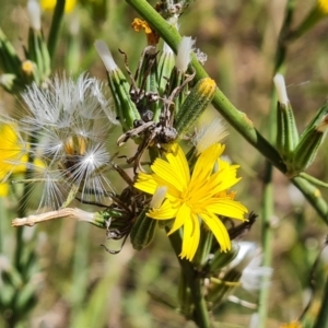 Chondrilla juncea at Wanniassa Hill - 25 Feb 2024