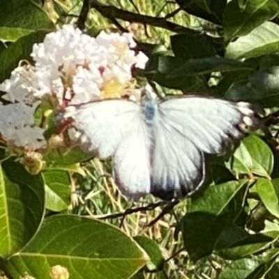 Delias harpalyce (Imperial Jezebel) at Bellmount Forest, NSW - 25 Feb 2024 by Trillian