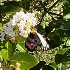 Delias harpalyce at Bellmount Forest, NSW - 25 Feb 2024