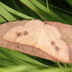 Epicyme rubropunctaria (Red-spotted Delicate) at Black Mountain - 20 Feb 2024 by ConBoekel