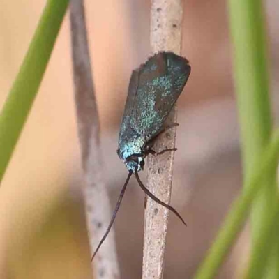 Pollanisus (genus) (A Forester Moth) at Black Mountain - 20 Feb 2024 by ConBoekel