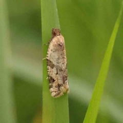 Merophyas therina (a Tortrix Moth) at Black Mountain - 20 Feb 2024 by ConBoekel