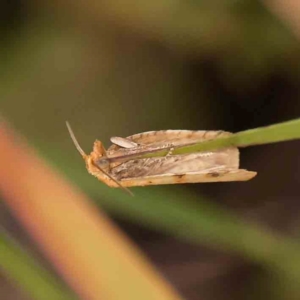 Merophyas divulsana at Black Mountain - 21 Feb 2024