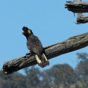 Zanda funerea at Symonston, ACT - 25 Feb 2024 11:36 AM