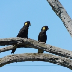 Zanda funerea at Symonston, ACT - 25 Feb 2024 11:36 AM