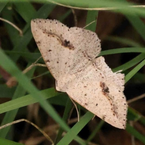 Taxeotis perlinearia at Black Mountain - 21 Feb 2024 10:31 AM