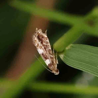 Glyphipterix chrysoplanetis (A Sedge Moth) at Black Mountain - 20 Feb 2024 by ConBoekel