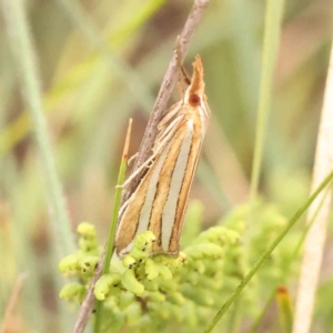 Hednota bivittella at Black Mountain - 21 Feb 2024 09:32 AM