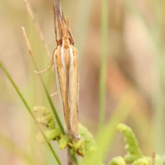 Hednota bivittella at Black Mountain - 21 Feb 2024