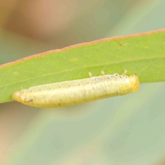 Paropsisterna sp. (genus) at Black Mountain - 20 Feb 2024 by ConBoekel