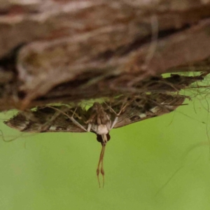 Nacoleia rhoeoalis at Black Mountain - 21 Feb 2024