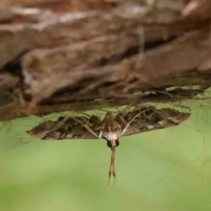 Nacoleia rhoeoalis at Black Mountain - 21 Feb 2024