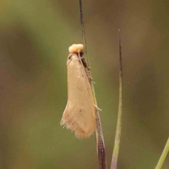 Edosa ochracea (Yellow Tineid) at Black Mountain - 20 Feb 2024 by ConBoekel