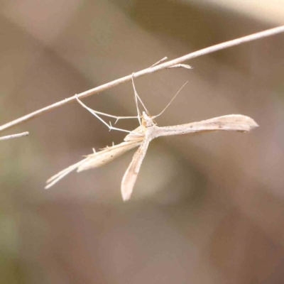 Hellinsia balanotes (Pterophorinae) at Black Mountain - 20 Feb 2024 by ConBoekel