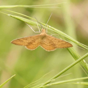 Scopula rubraria at Black Mountain - 21 Feb 2024 11:13 AM