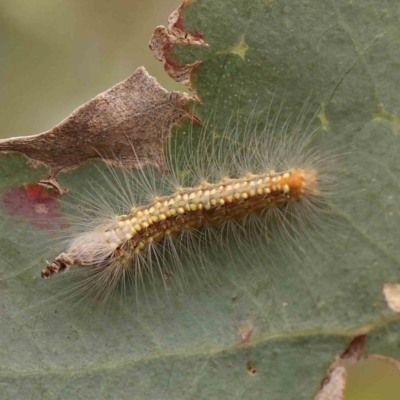 Uraba lugens (Gumleaf Skeletonizer) at Black Mountain - 20 Feb 2024 by ConBoekel