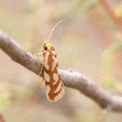 Myrascia bracteatella (A Concealer moth) at Black Mountain - 20 Feb 2024 by ConBoekel