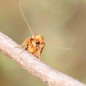 Myrascia bracteatella at Black Mountain - 21 Feb 2024 09:17 AM