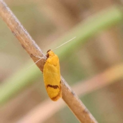 Plectobela undescribed species (A concealer moth) at Black Mountain - 20 Feb 2024 by ConBoekel