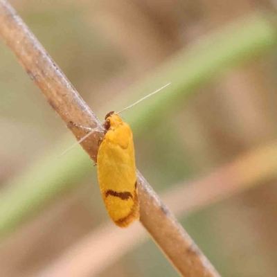 Plectobela undescribed species (A concealer moth) at Black Mountain - 20 Feb 2024 by ConBoekel