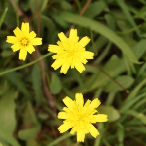 Hypochaeris radicata at Black Mountain - 21 Feb 2024