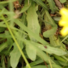 Hypochaeris radicata at Black Mountain - 21 Feb 2024