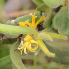 Persoonia rigida (Hairy Geebung) at Black Mountain - 20 Feb 2024 by ConBoekel