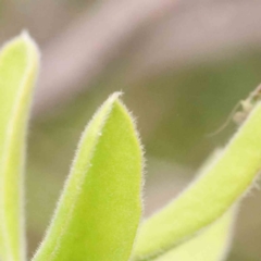 Persoonia rigida at Black Mountain - 21 Feb 2024 10:20 AM