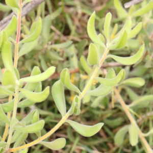 Persoonia rigida at Black Mountain - 21 Feb 2024 10:20 AM