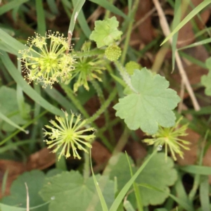 Hydrocotyle laxiflora at Black Mountain - 21 Feb 2024