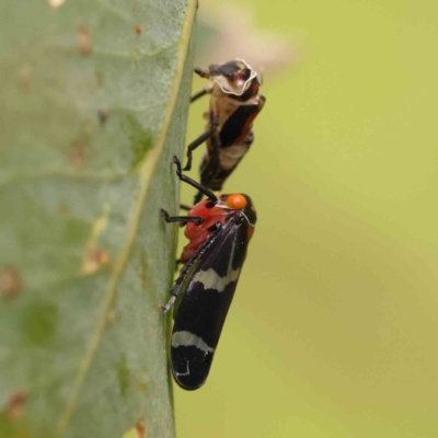 Eurymeloides pulchra (Gumtree hopper) at Black Mountain - 20 Feb 2024 by ConBoekel