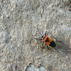 Dindymus versicolor (Harlequin Bug) at Symonston, ACT - 23 Feb 2024 by CallumBraeRuralProperty