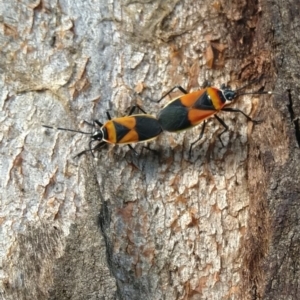 Dindymus versicolor at Symonston, ACT - 23 Feb 2024