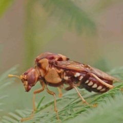 Pergagrapta polita (Sawfly) at Black Mountain - 21 Feb 2024 by ConBoekel