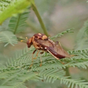 Pergagrapta polita at Black Mountain - 21 Feb 2024 10:17 AM