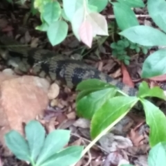 Tiliqua scincoides scincoides (Eastern Blue-tongue) at Red Hill, ACT - 25 Jan 2024 by HelenJ