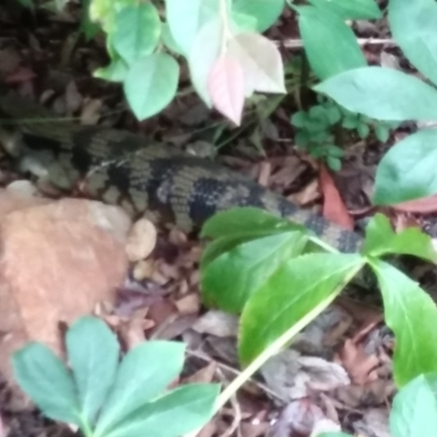 Tiliqua scincoides scincoides (Eastern Blue-tongue) at Red Hill, ACT - 25 Jan 2024 by HelenJ