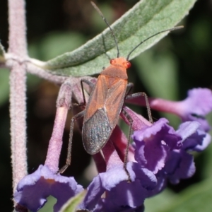 Leptocoris mitellatus at Murrumbateman, NSW - 25 Feb 2024